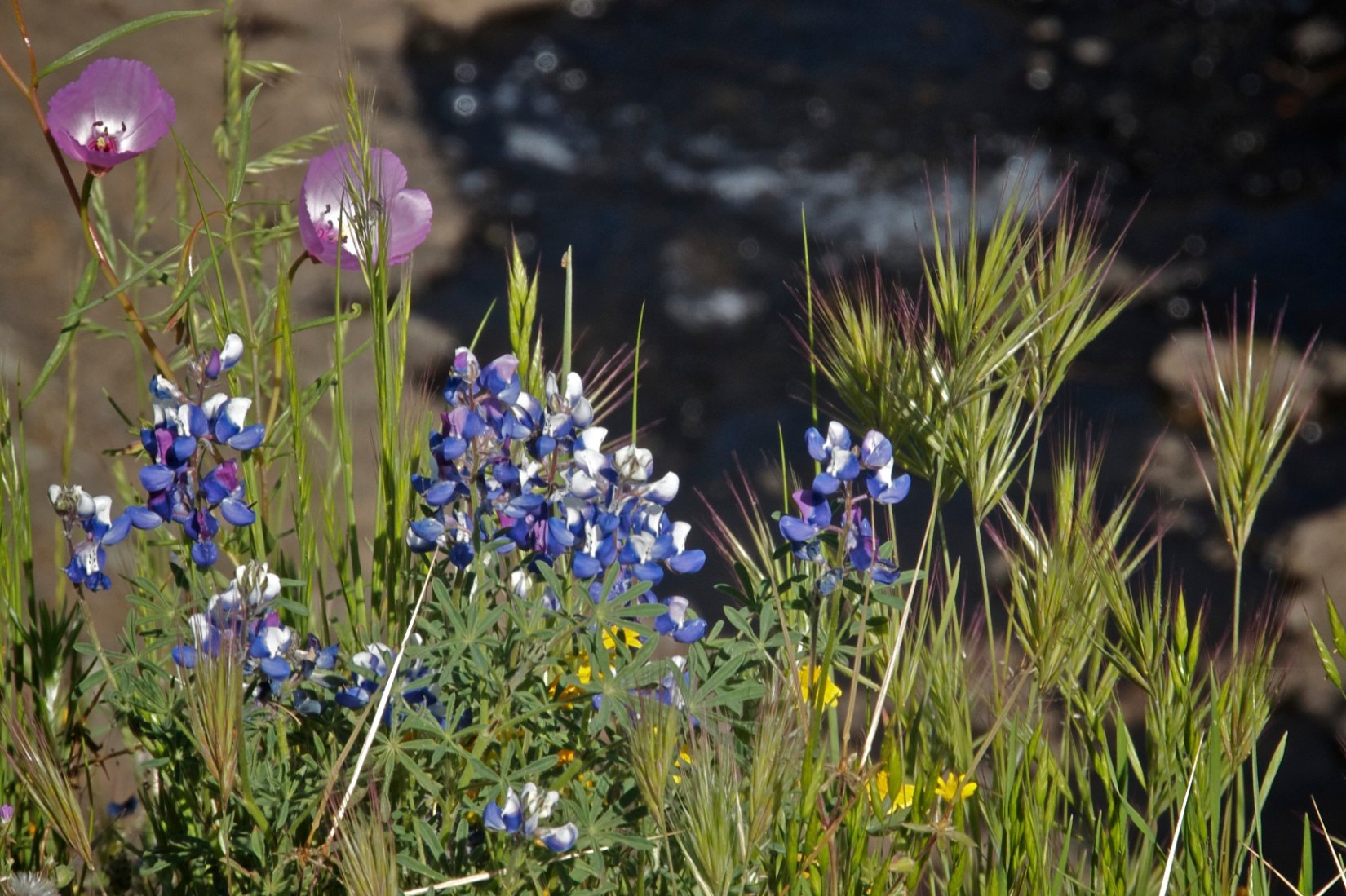 Day 112 Chico 105DSC_6402