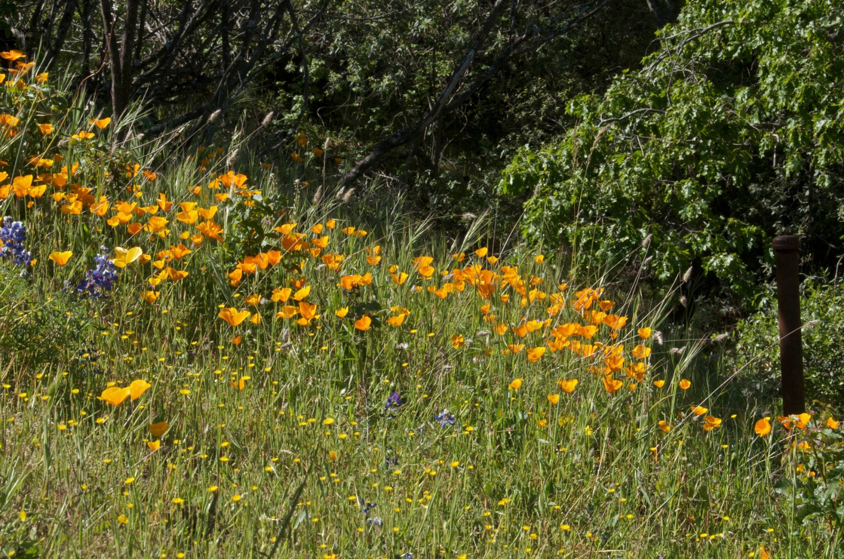Day 112 Chico 128DSC_6425