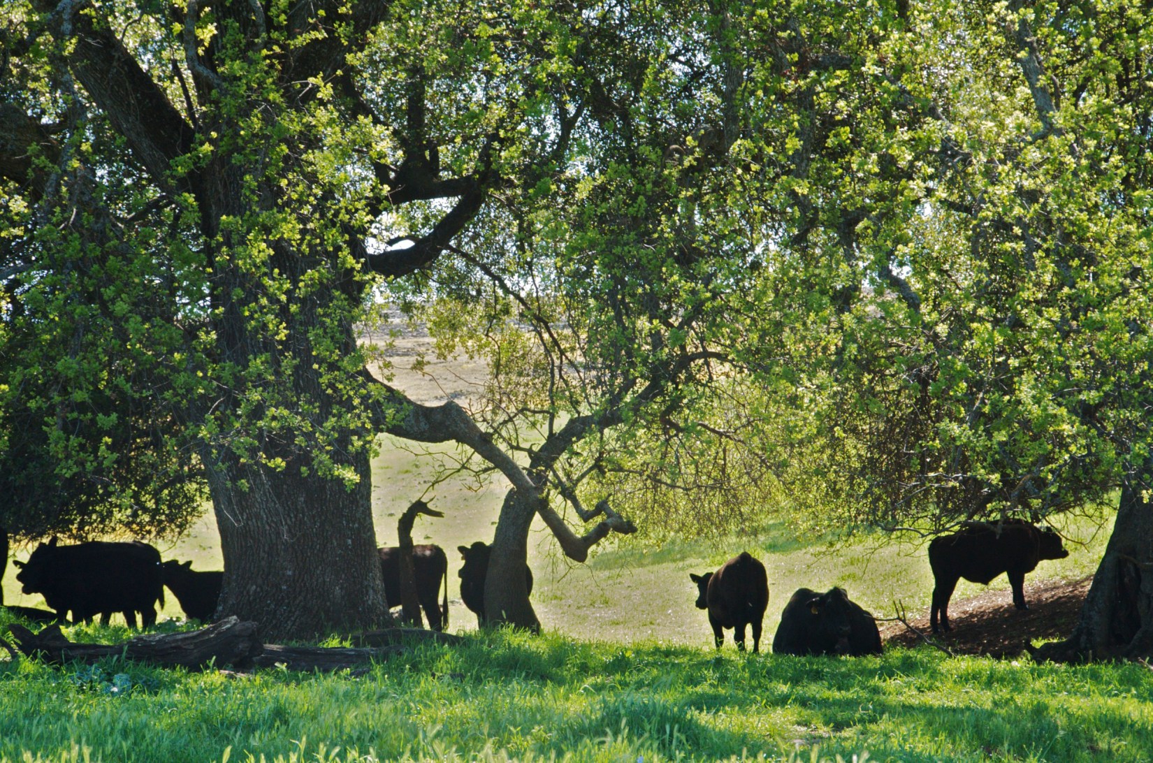 Day 112 Chico 176DSC_6473