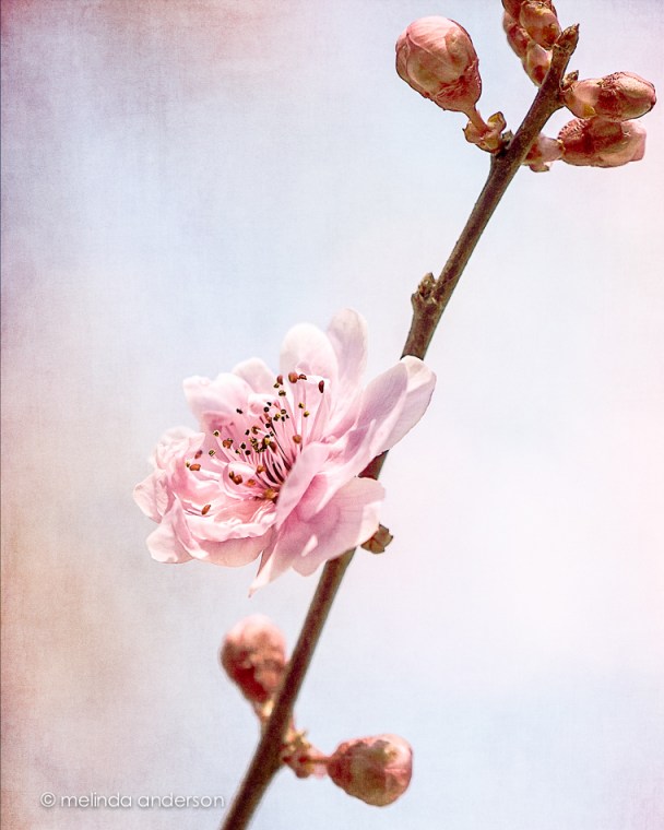 15Feb2013-7706-Edit-2-Edit