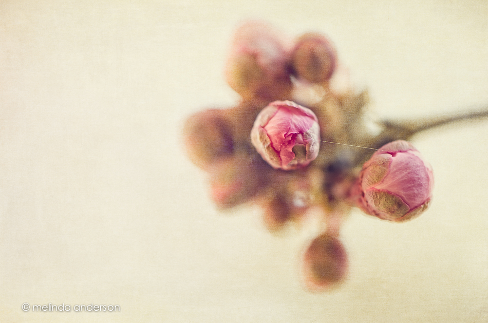 15Feb2013-7738-Edit-Edit