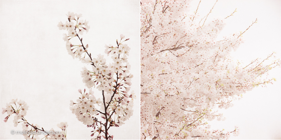 cherry blossom diptych