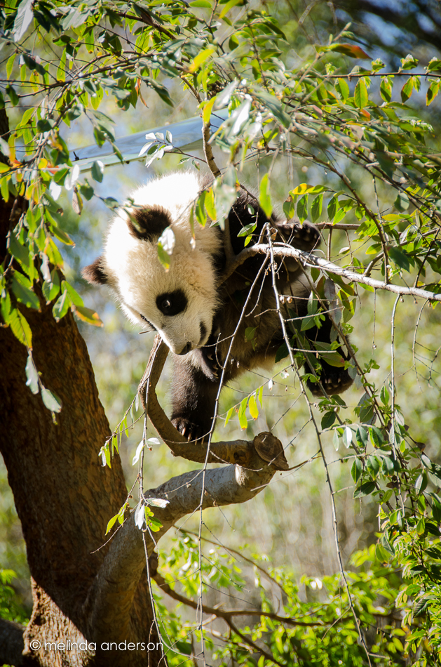 SanDiegoMar2013-8850