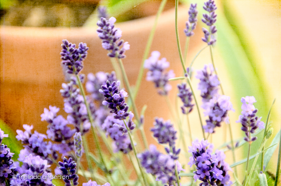 26Junw2013-3618-Edit