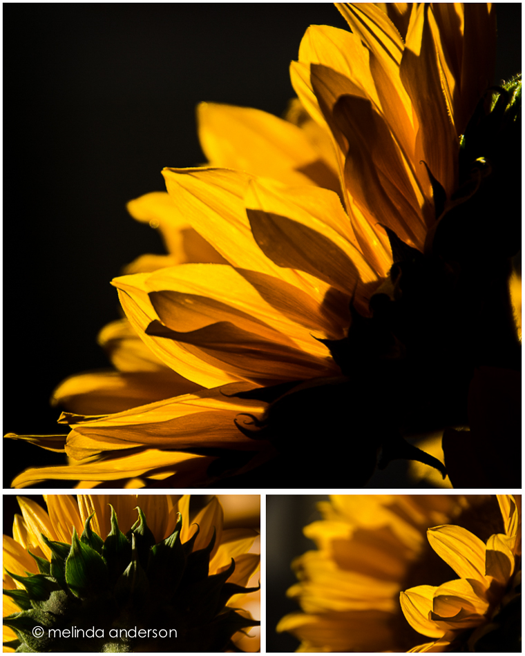 sunflower collage