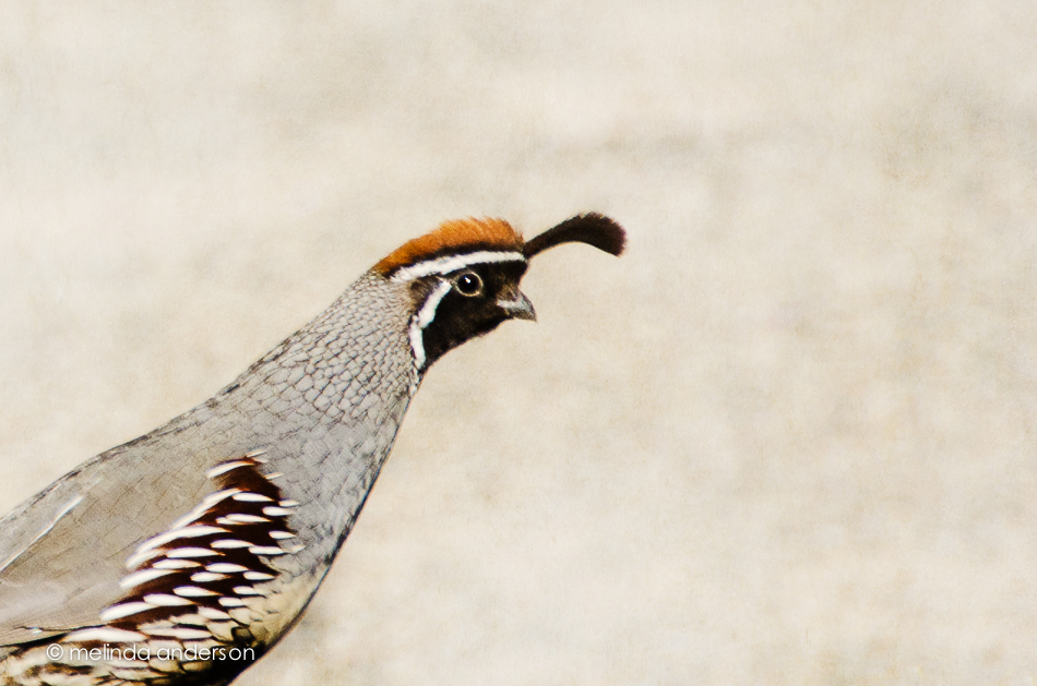 16Mar2014-3439-Edit-2