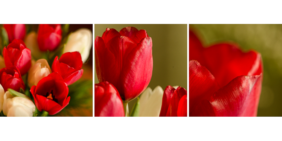 tulips-2