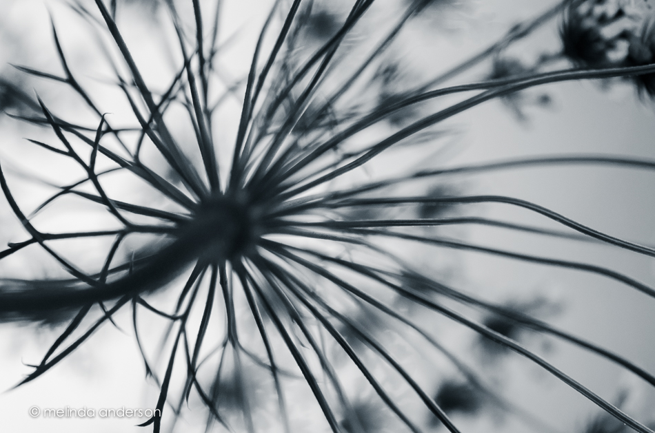 20140624-DSC_0287_melinda_anderson