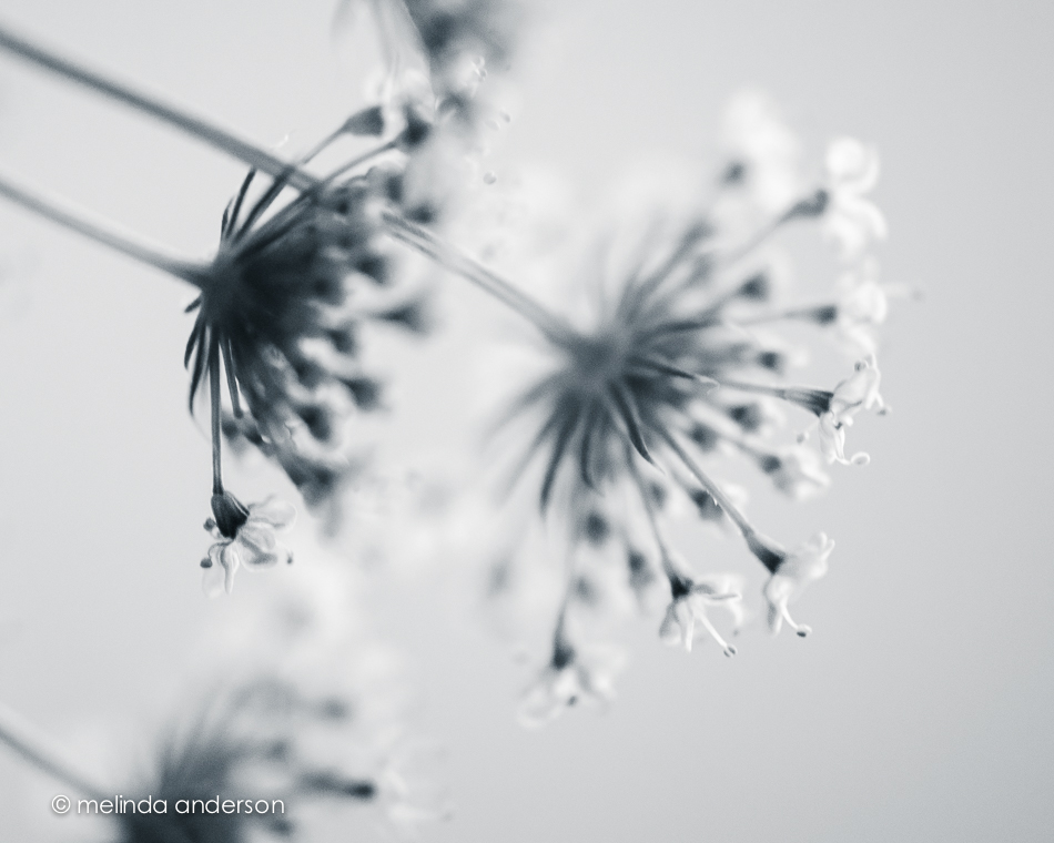 20140624-DSC_0291_melinda_anderson