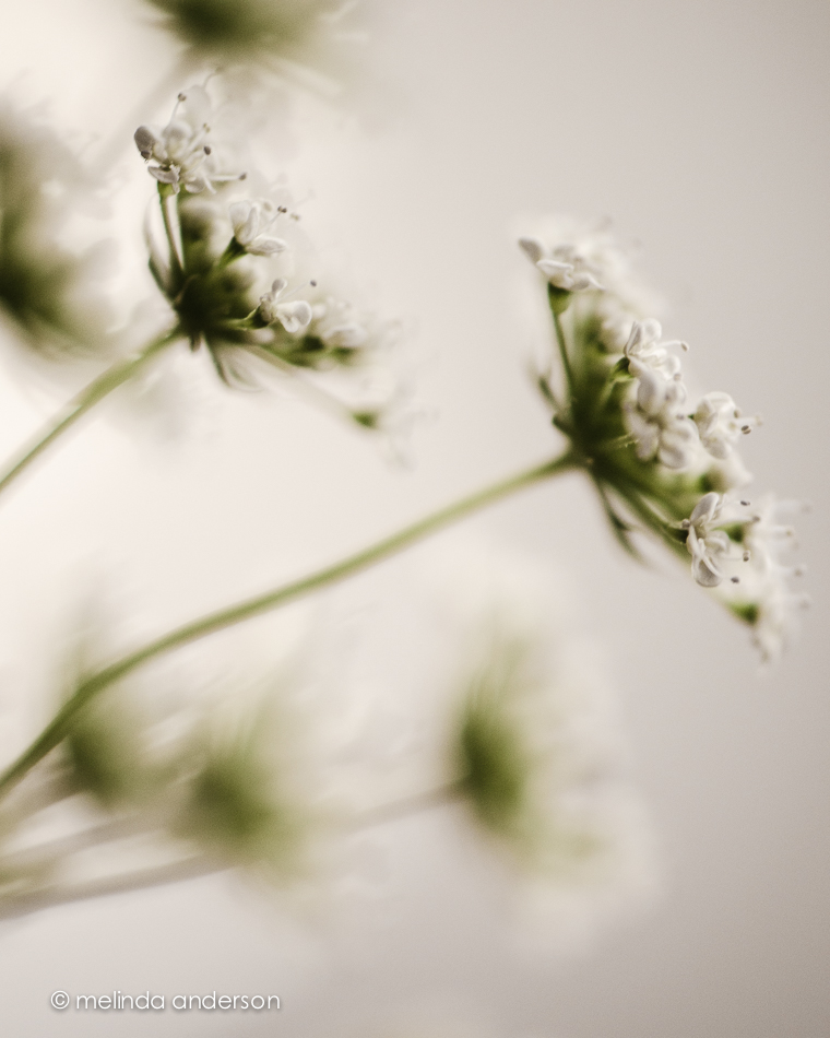 20140624-DSC_0295_melinda_anderson