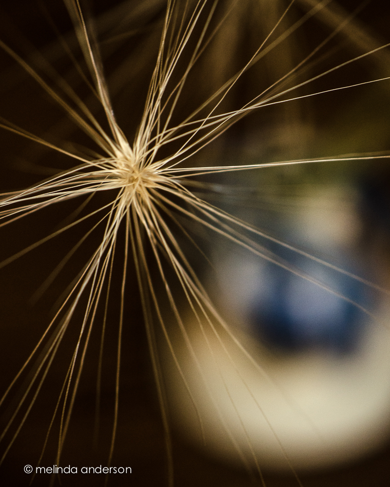 20140624-DSC_0307_melinda_anderson