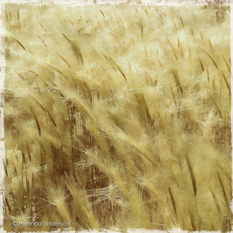 20140624-Photo Jun 24- 12 34 44 PM_melinda_anderson