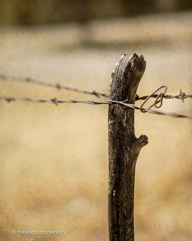 20140627-DSC_0613_melinda_anderson-Edit