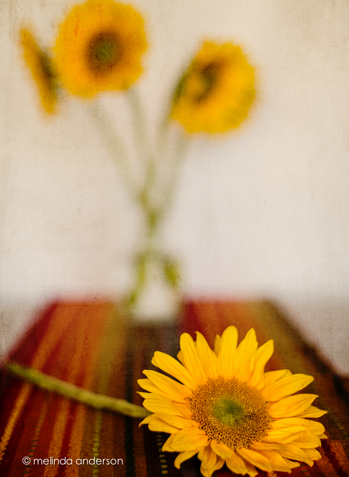 20140702-DSC_0638_melinda_anderson-Edit