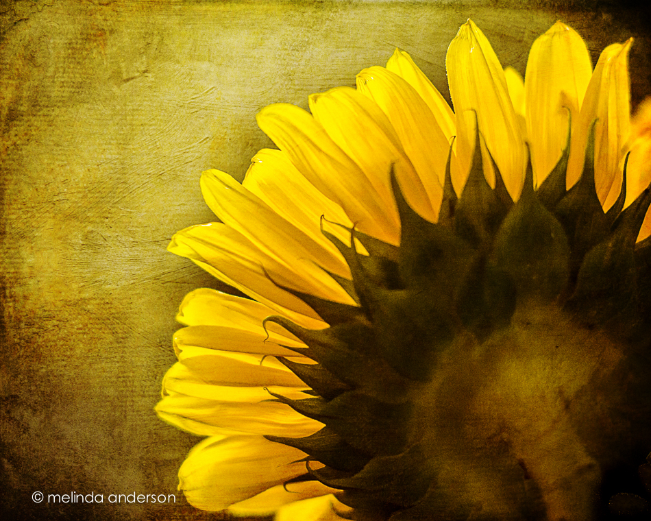 20140706-DSC_0727_melinda_anderson-Edit