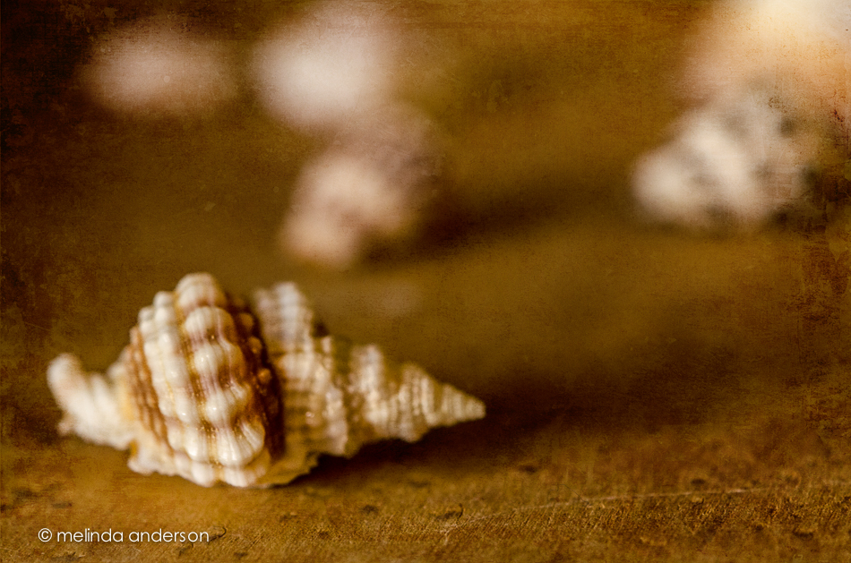 20140707-DSC_0747_melinda_anderson-Edit