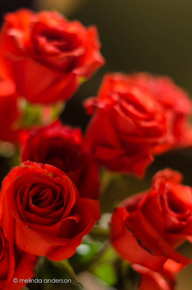 20140711-DSC_0913_melinda_anderson