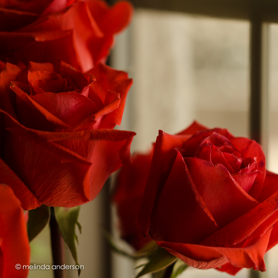 20140711-DSC_0928_melinda_anderson