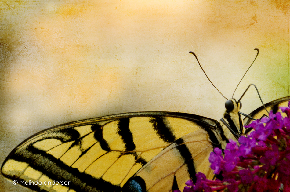 20140719-DSC_1374_melinda_anderson-Edit