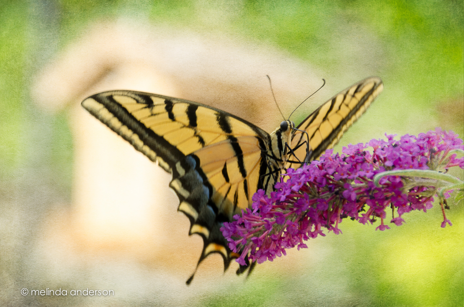 20140719-DSC_1441_melinda_anderson-Edit