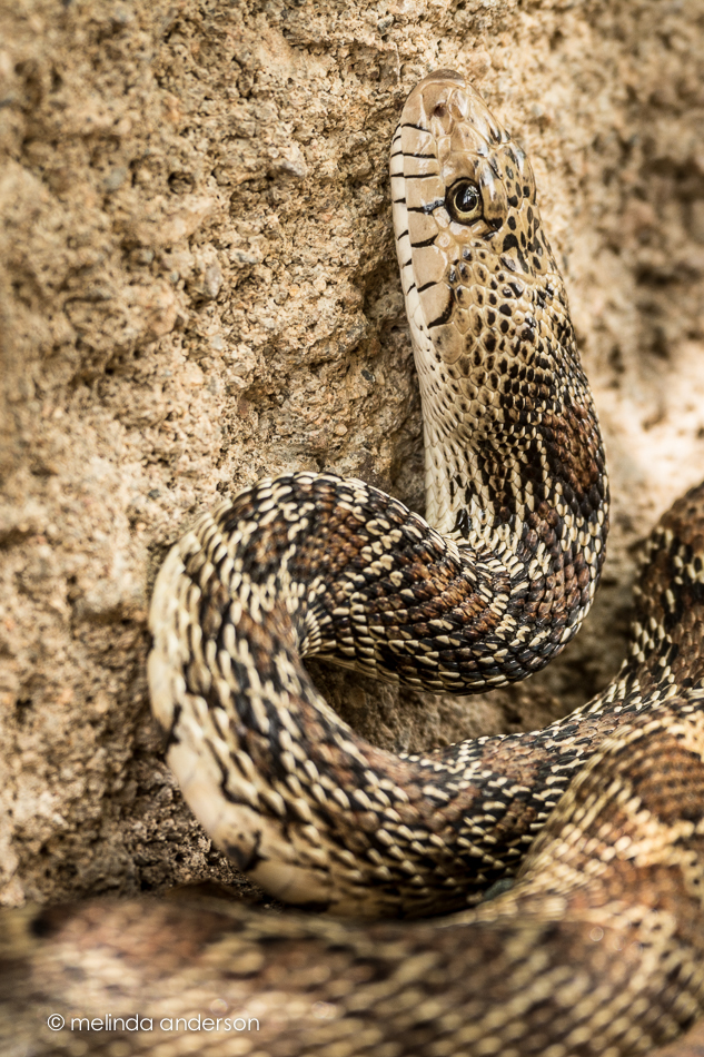 20140722-DSC_939217Prescott