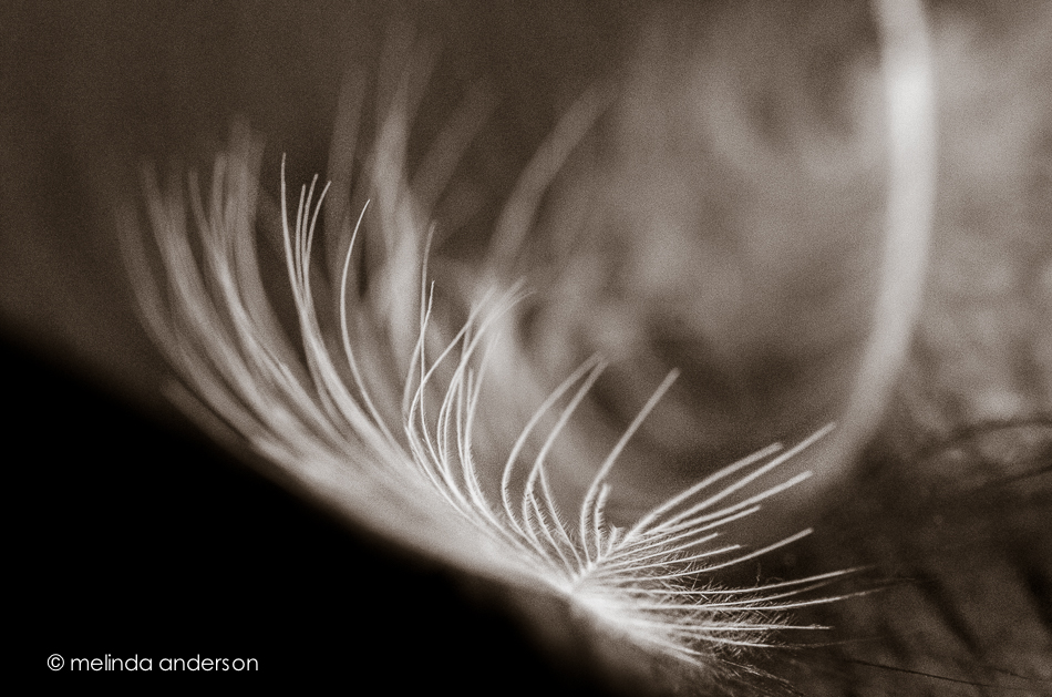 20140727-DSC_2043_melinda_anderson