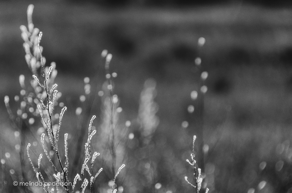 20140730-DSC_2183_melinda_anderson