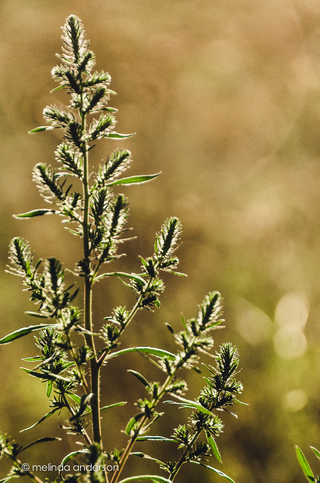 20140730-DSC_2186_melinda_anderson-2