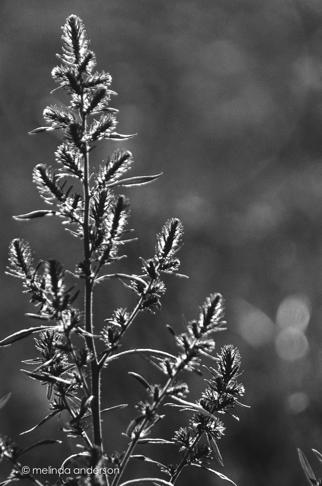 20140730-DSC_2186_melinda_anderson