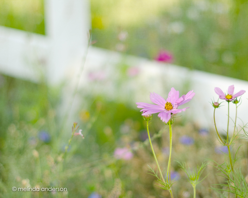 20140802-DSC_2568_melinda_anderson-Edit