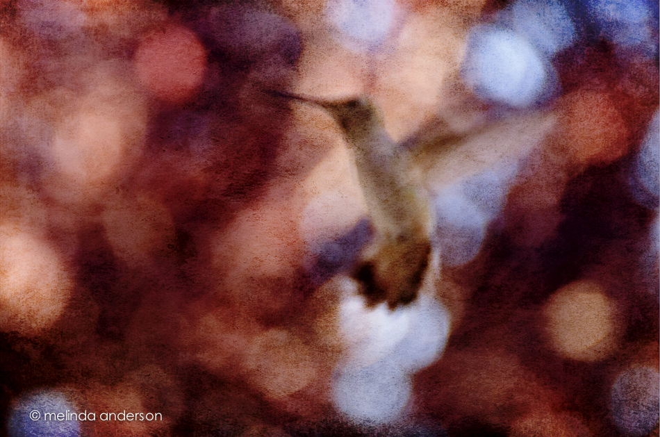 20140805-DSC_2843_melinda_anderson-Edit-2