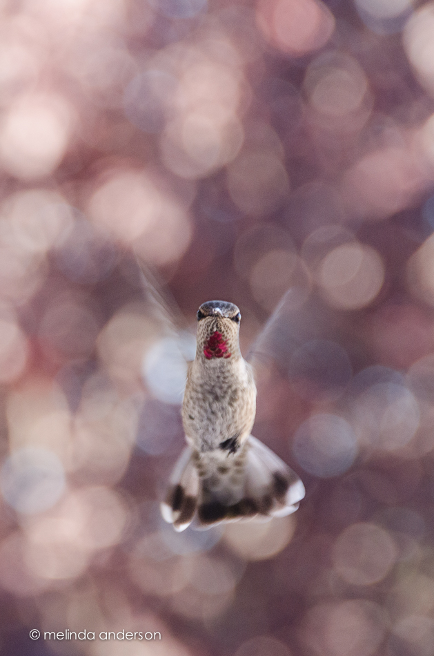 20140805-DSC_2847_melinda_anderson