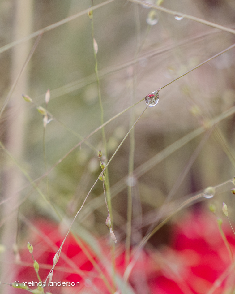 20140813-DSC_3023_melinda_anderson