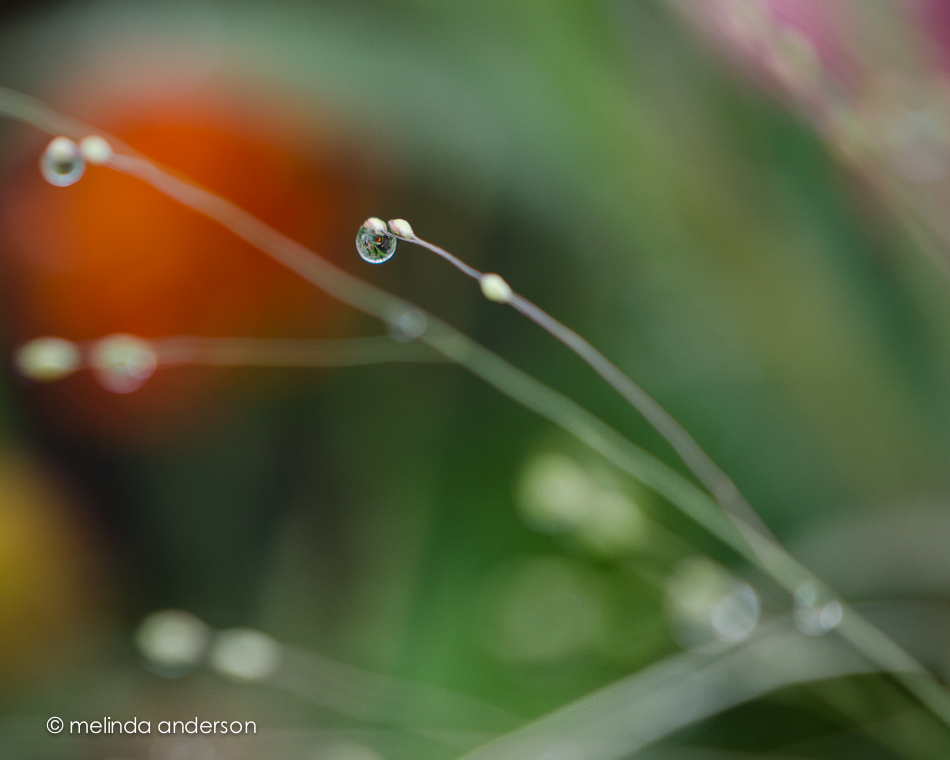 20140813-DSC_3026_melinda_anderson