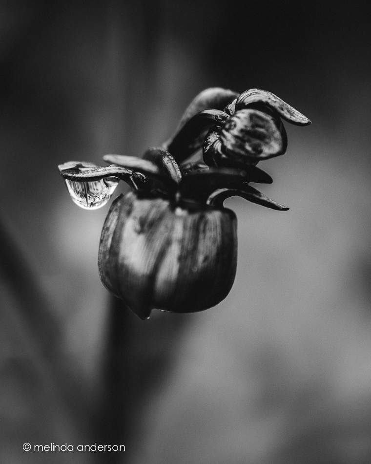 20140813-DSC_3029_melinda_anderson