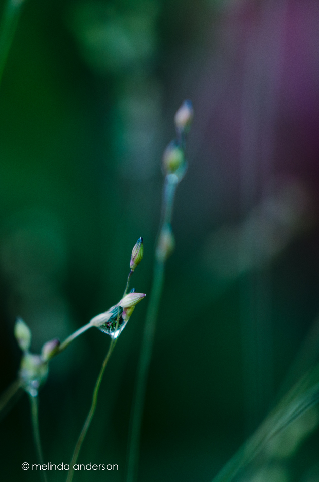 20140813-DSC_3032_melinda_anderson