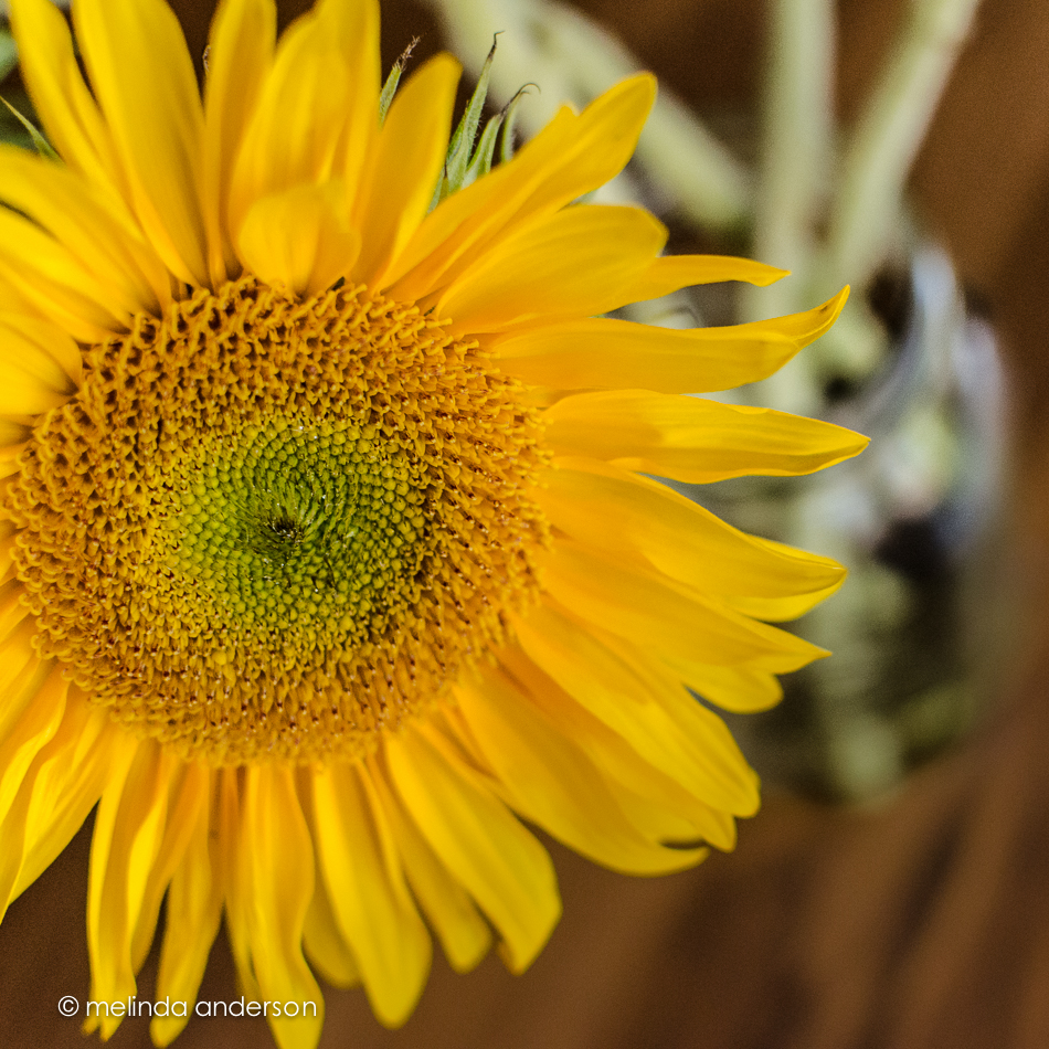 20140820-DSC_3129_melinda_anderson