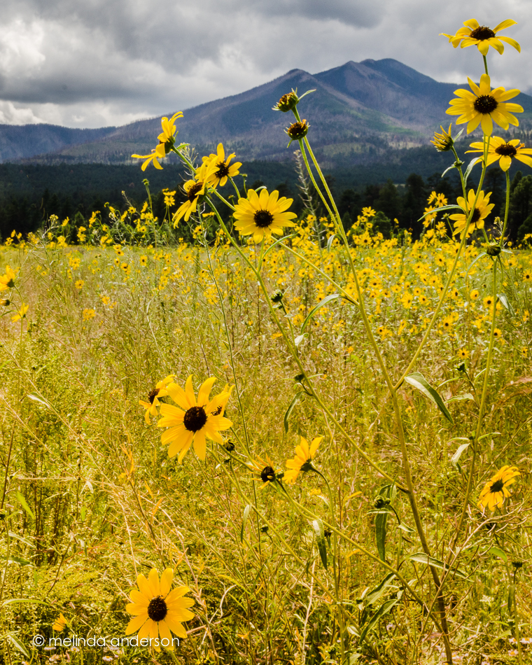 20140823-DSC_3185_melinda_anderson-Edit