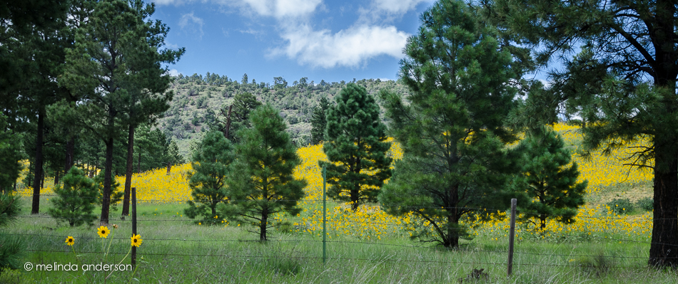 20140823-DSC_3329_melinda_anderson