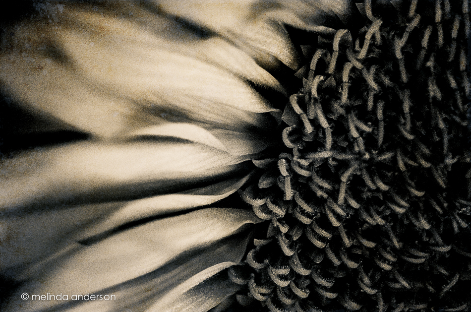 20140824-DSC_3425_melinda_anderson-Edit