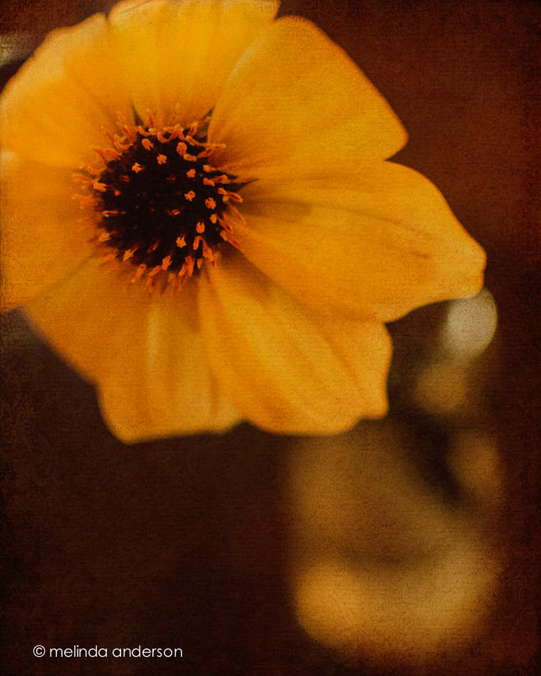 20140913-DSC_4037_melinda_anderson-Edit