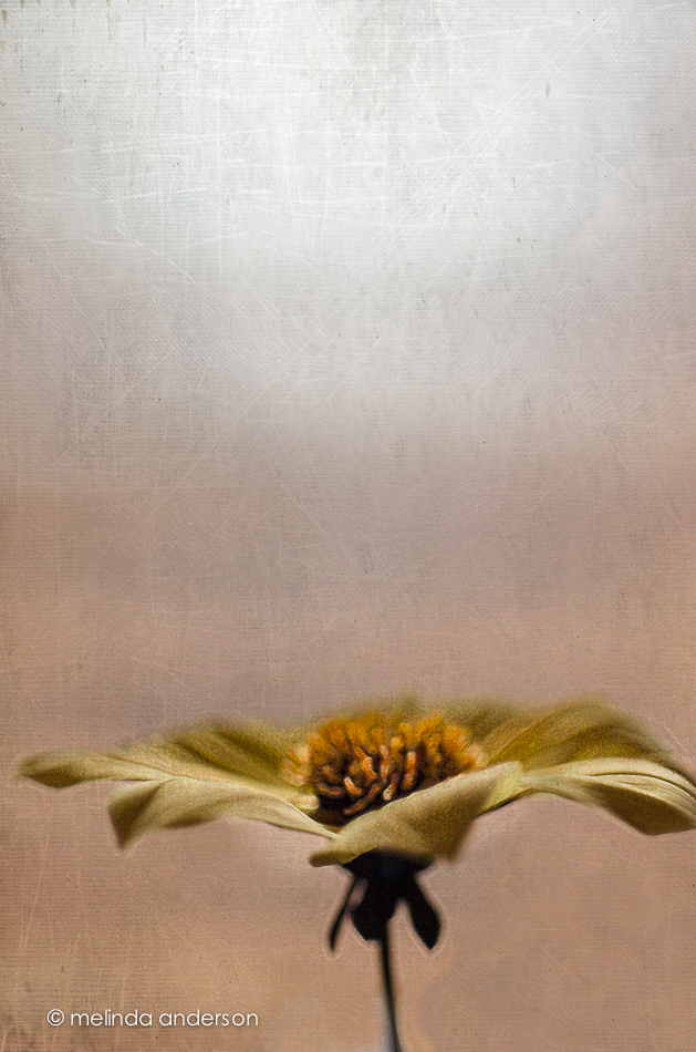 20140913-DSC_4051_melinda_anderson-Edit