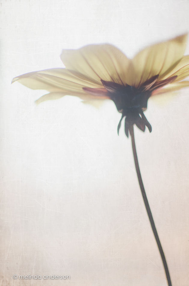 20140913-DSC_4052_melinda_anderson-Edit