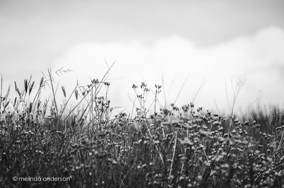 20140917-DSC_4127_melinda_anderson