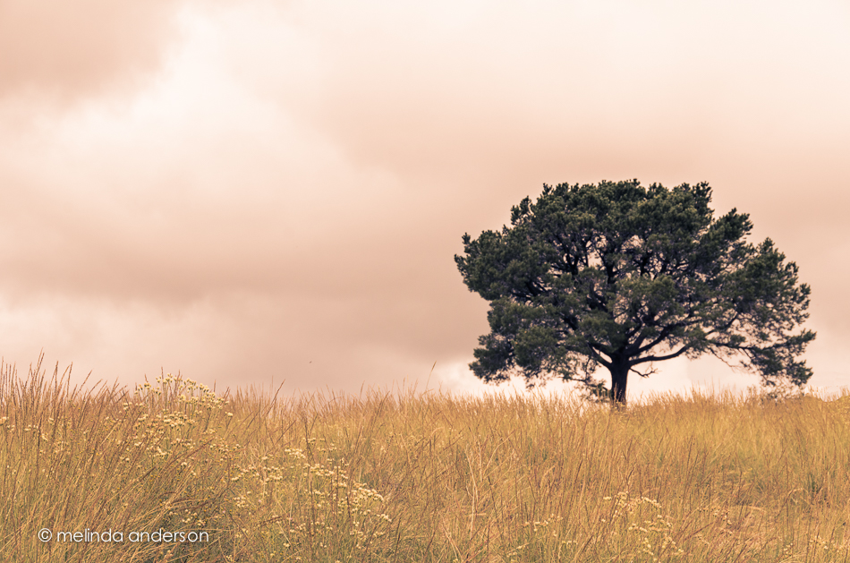 20140917-DSC_4132_melinda_anderson-Edit