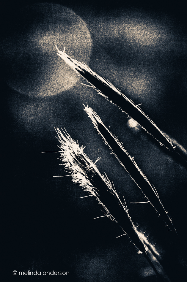 20140922-DSC_4140_melinda_anderson-Edit