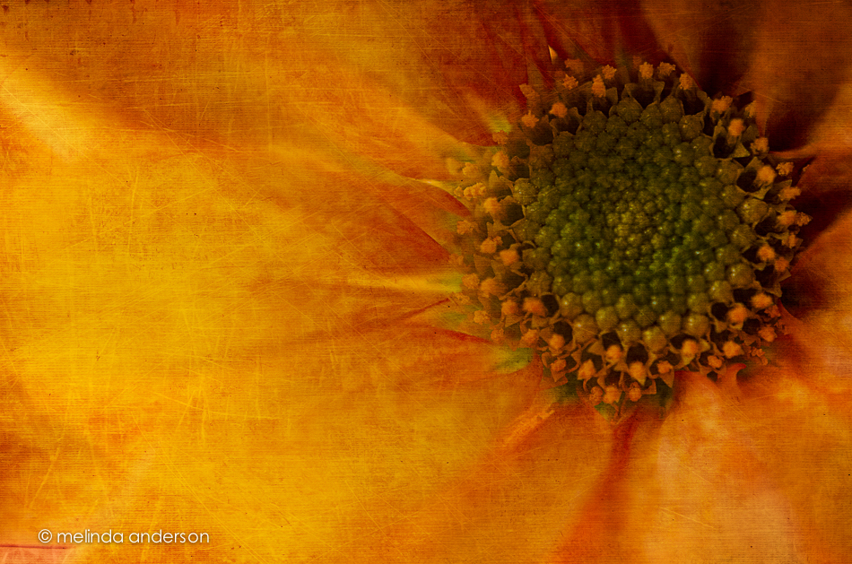 20140922-DSC_4223_melinda_anderson-Edit