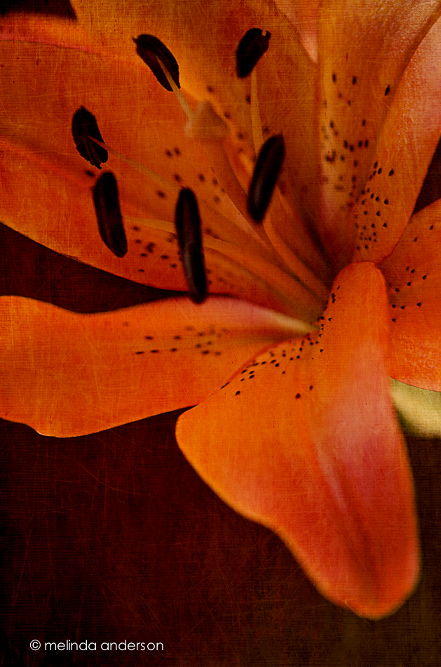 20140922-DSC_4240_melinda_anderson-Edit