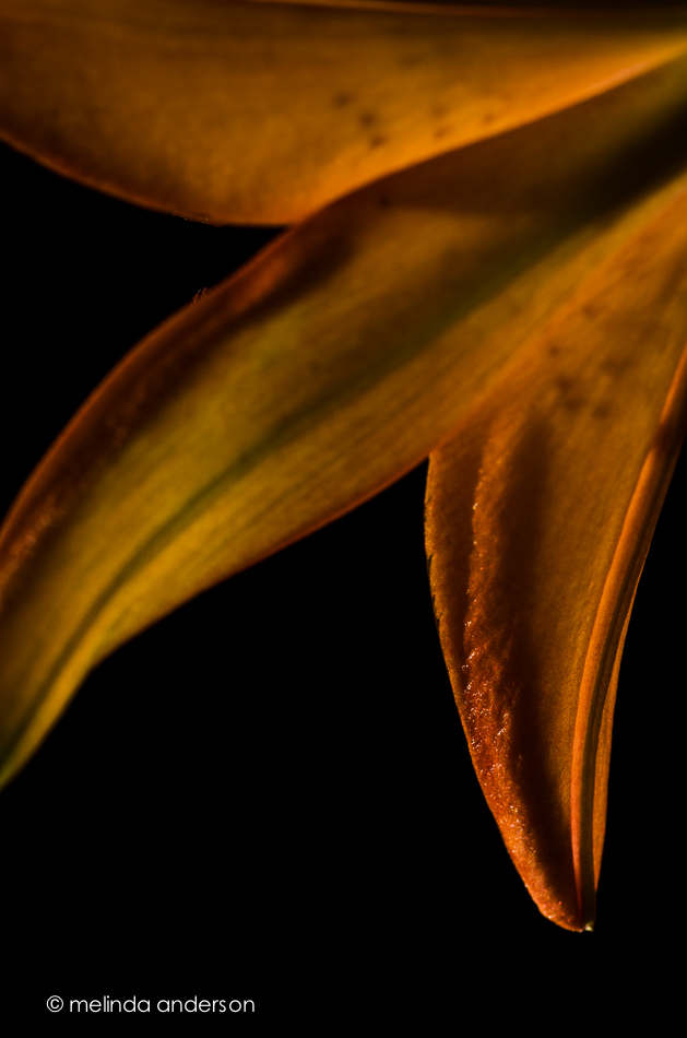 20140924-DSC_4270_melinda_anderson-Edit