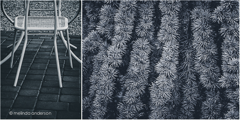 chairandgrandfathertree